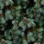 conifer 01