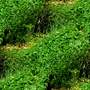 weed 01