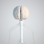 basic nervous 2011 3d model