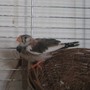 zebra finch