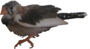 zebra finch invisible background