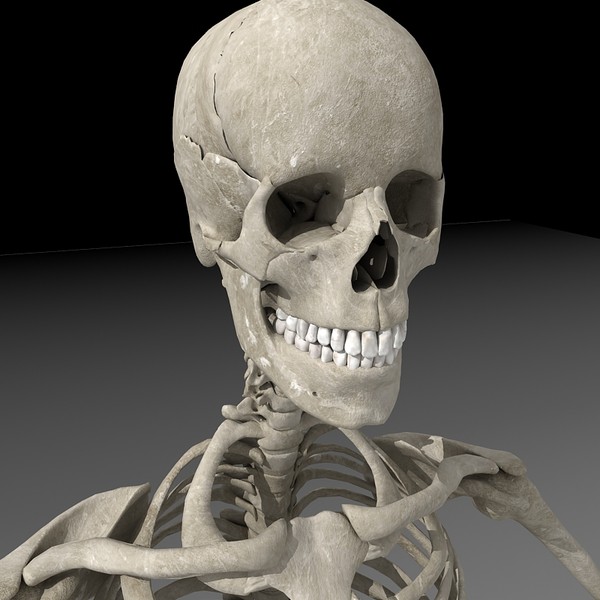 anatomical male skeleton 3d model - Anatomical Male Skeleton... by Imagework