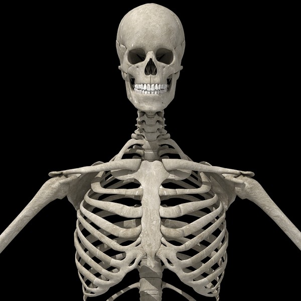 anatomical male skeleton 3d model - Anatomical Male Skeleton... by Imagework