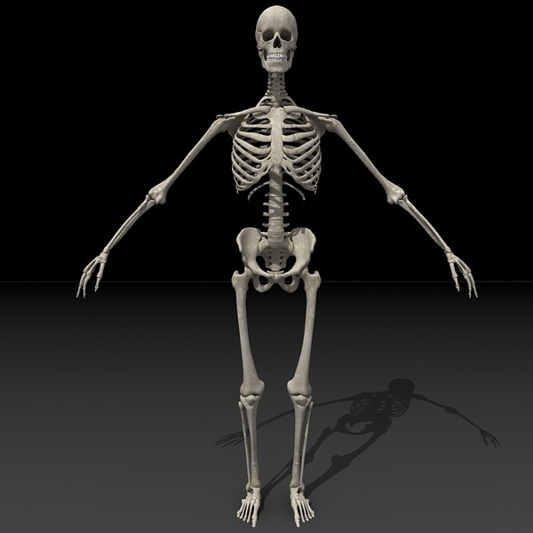 anatomical male skeleton 3d model - Anatomical Male Skeleton... by Imagework