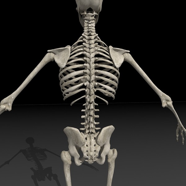 anatomical male skeleton 3d model - Anatomical Male Skeleton... by Imagework
