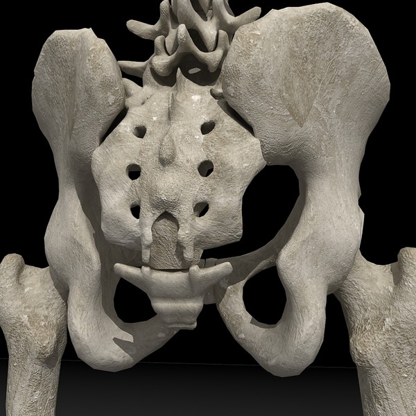 anatomical male skeleton 3d model - Anatomical Male Skeleton... by Imagework