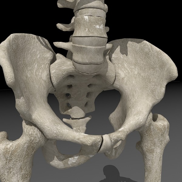 anatomical male skeleton 3d model - Anatomical Male Skeleton... by Imagework
