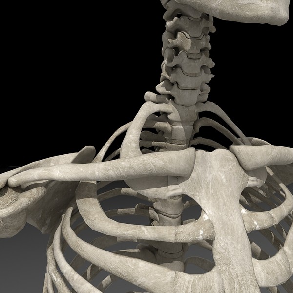 anatomical male skeleton 3d model - Anatomical Male Skeleton... by Imagework