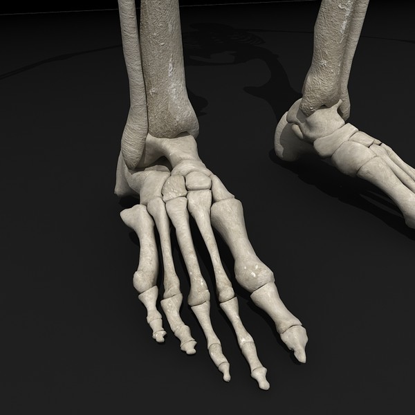 anatomical male skeleton 3d model - Anatomical Male Skeleton... by Imagework