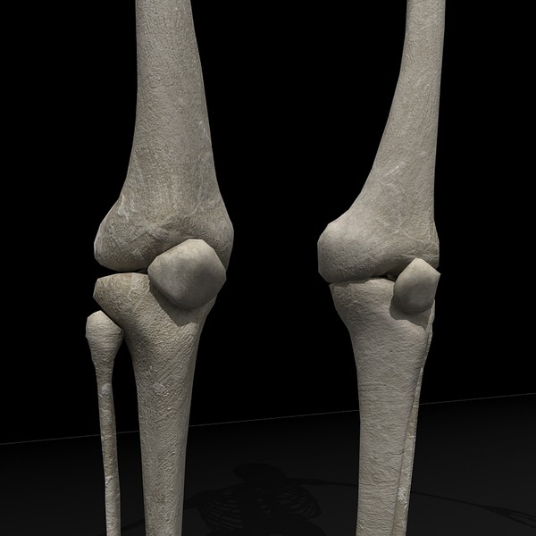 anatomical male skeleton 3d model - Anatomical Male Skeleton... by Imagework