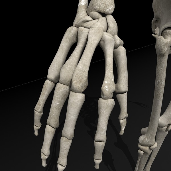 anatomical male skeleton 3d model - Anatomical Male Skeleton... by Imagework