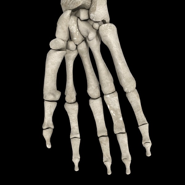 anatomical male skeleton 3d model - Anatomical Male Skeleton... by Imagework