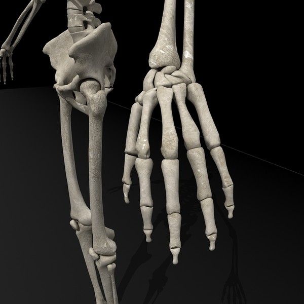 anatomical male skeleton 3d model - Anatomical Male Skeleton... by Imagework