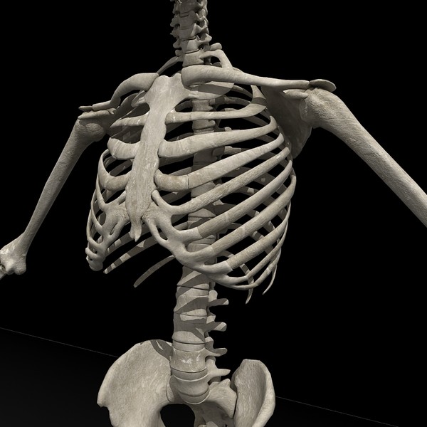 anatomical male skeleton 3d model - Anatomical Male Skeleton... by Imagework