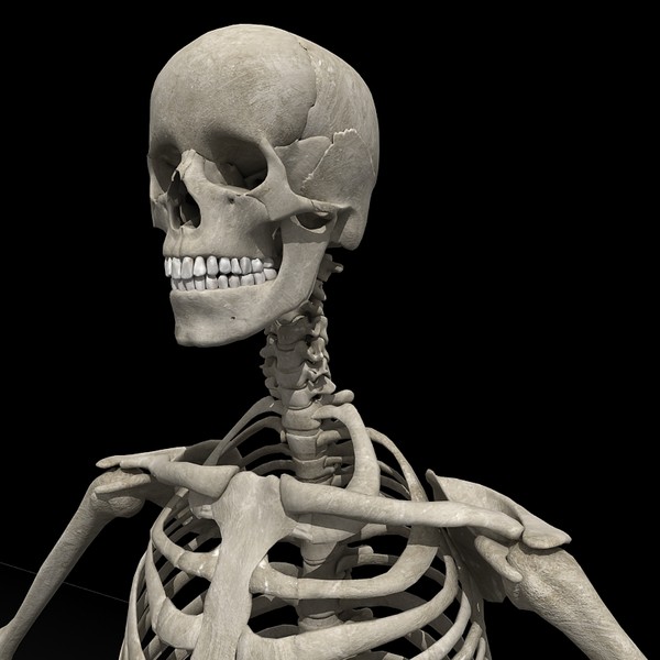 anatomical male skeleton 3d model - Anatomical Male Skeleton... by Imagework