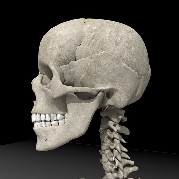 anatomical male skeleton 3d model - Anatomical Male Skeleton... by Imagework
