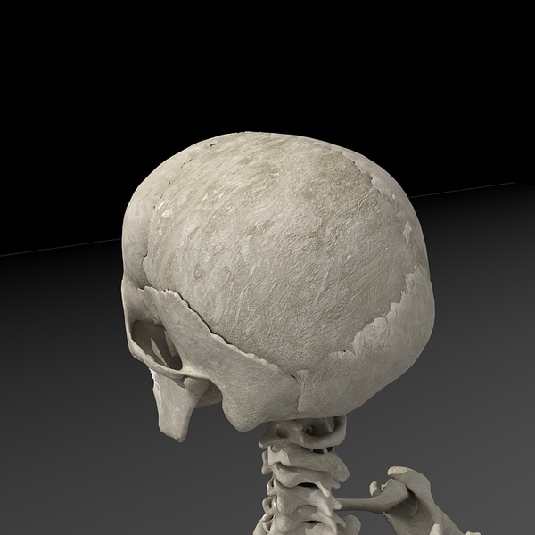 anatomical male skeleton 3d model - Anatomical Male Skeleton... by Imagework