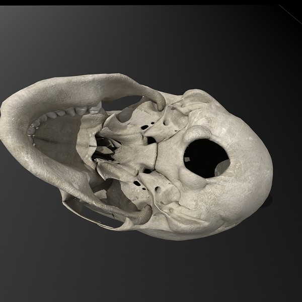 anatomical male skeleton 3d model - Anatomical Male Skeleton... by Imagework