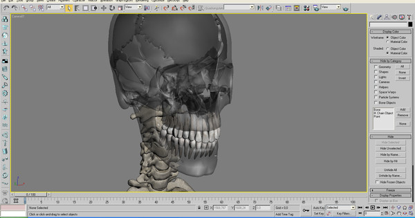 anatomical male skeleton 3d model - Anatomical Male Skeleton... by Imagework