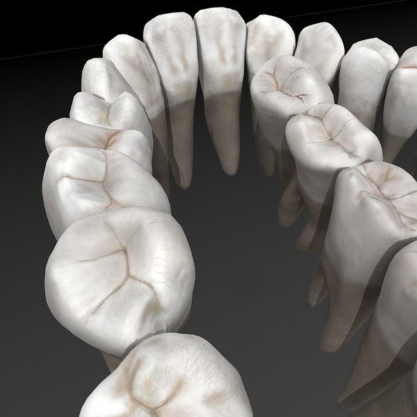 anatomical male skeleton 3d model - Anatomical Male Skeleton... by Imagework