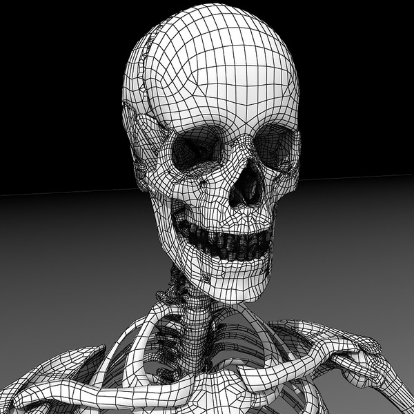 anatomical male skeleton 3d model - Anatomical Male Skeleton... by Imagework