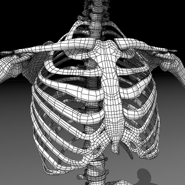 anatomical male skeleton 3d model - Anatomical Male Skeleton... by Imagework