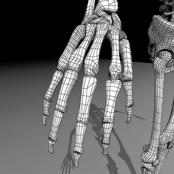 anatomical male skeleton 3d model - Anatomical Male Skeleton... by Imagework