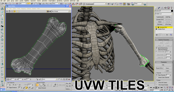 anatomical male skeleton 3d model - Anatomical Male Skeleton... by Imagework
