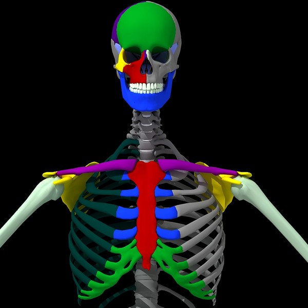 anatomical male skeleton 3d model - Anatomical Male Skeleton... by Imagework