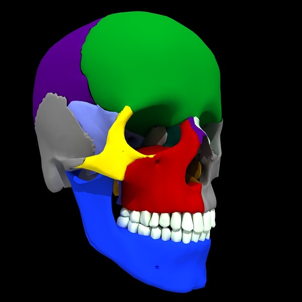 anatomical male skeleton 3d model - Anatomical Male Skeleton... by Imagework