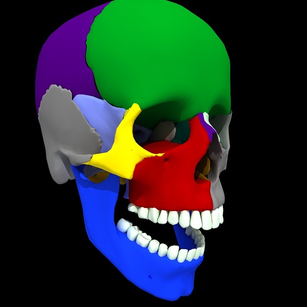 anatomical male skeleton 3d model - Anatomical Male Skeleton... by Imagework