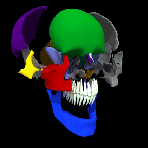 anatomical male skeleton 3d model - Anatomical Male Skeleton... by Imagework