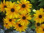 yellow flowers