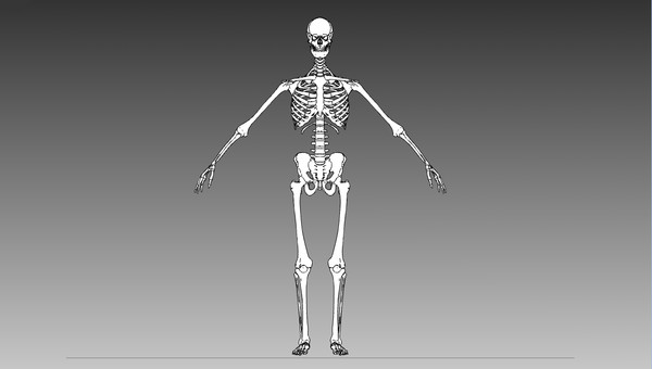 anatomical male skeleton 3d model - Anatomical Male Skeleton... by Imagework