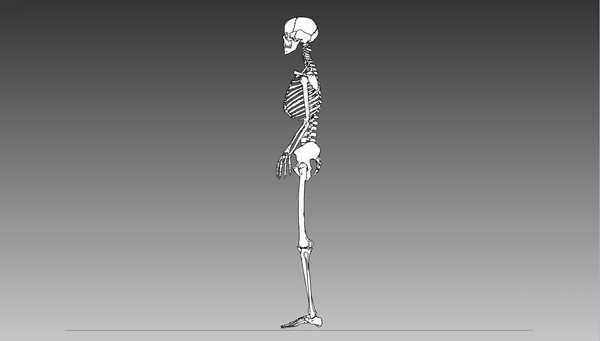 anatomical male skeleton 3d model - Anatomical Male Skeleton... by Imagework