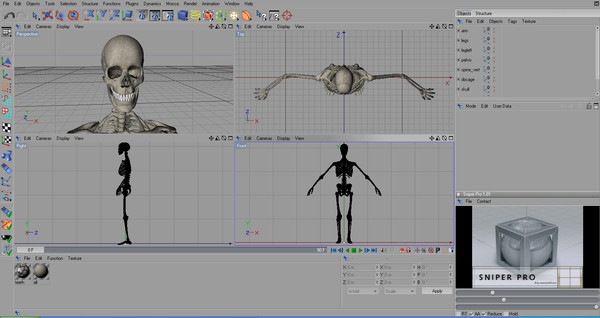 anatomical male skeleton 3d model - Anatomical Male Skeleton... by Imagework