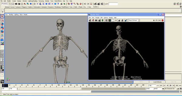anatomical male skeleton 3d model - Anatomical Male Skeleton... by Imagework