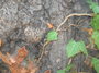 graveyard textures