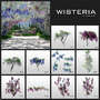 wisteria trees 3d model