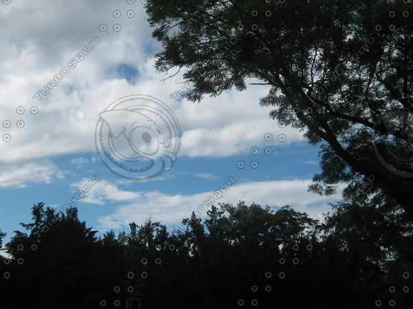 cloudy sky with trees silhouettes