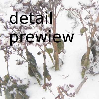 dried flowers in the snow - melancholic winter