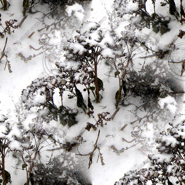 dried flowers in the snow - melancholic winter