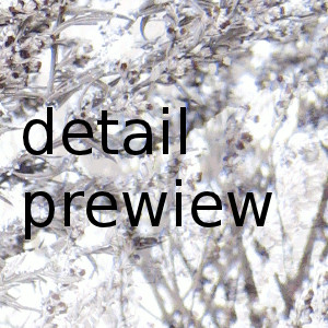 dried flowers in the snow - melancholic winter