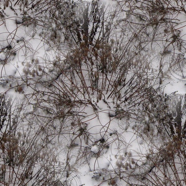 dried flowers in the snow - melancholic winter