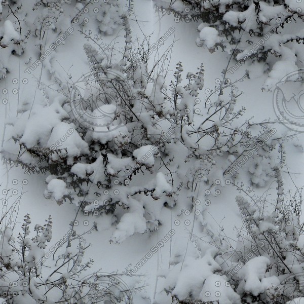dried flowers in the snow - melancholic winter