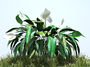 plant lirio da max