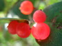 red berries