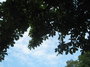 cloudy sky with treetop free