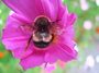 humblebee