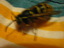 bee honeybee wasp